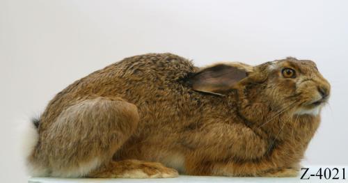 Landessammlungen Niederösterreich