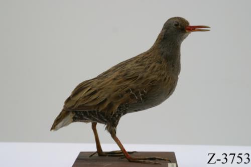 Landessammlungen Niederösterreich