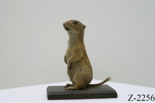 Landessammlungen Niederösterreich