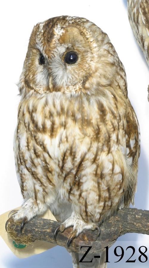 Landessammlungen Niederösterreich