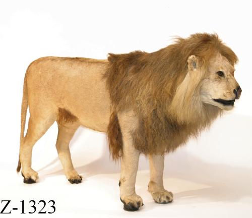 Landessammlungen Niederösterreich