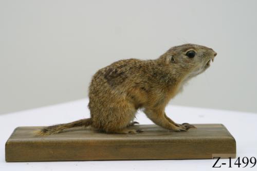 Landessammlungen Niederösterreich