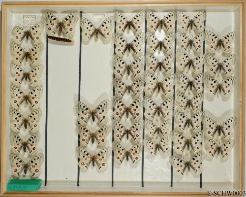 Landessammlungen Niederösterreich