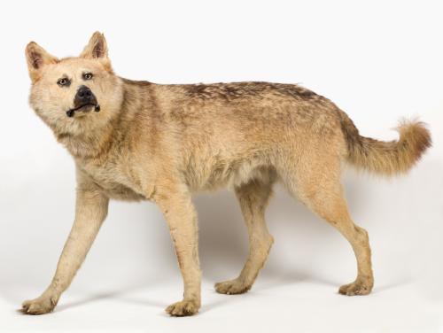 Landessammlungen Niederösterreich