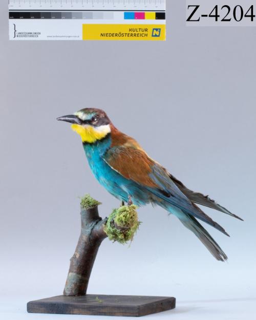 Landessammlungen Niederösterreich