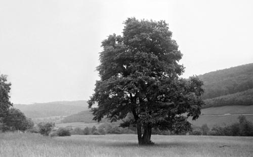 Landessammlungen Niederösterreich