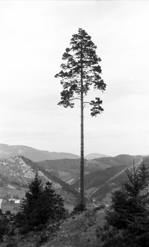 Landessammlungen Niederösterreich