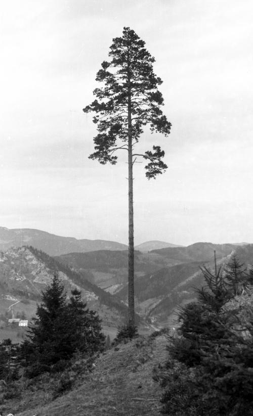 Landessammlungen Niederösterreich