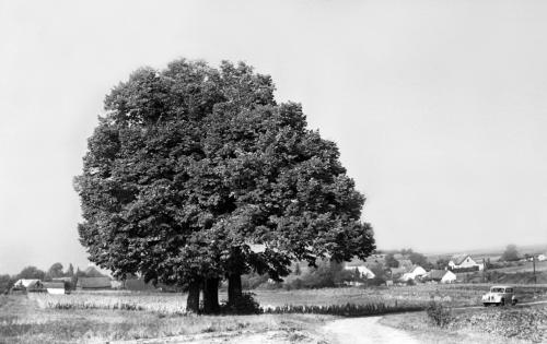 Landessammlungen Niederösterreich