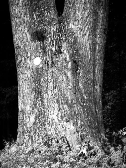 Landessammlungen Niederösterreich