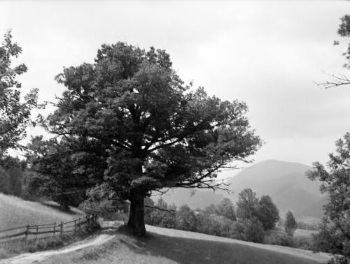 Landessammlungen Niederösterreich