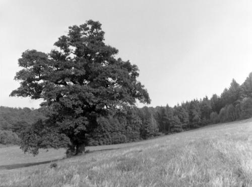 Landessammlungen Niederösterreich