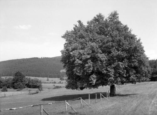 Landessammlungen Niederösterreich