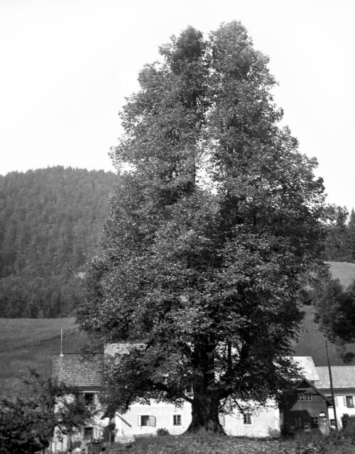 Landessammlungen Niederösterreich