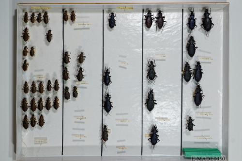 © Landessammlungen NÖ, Foto: Johann Nesweda