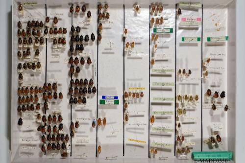 © Landessammlungen NÖ, Foto: Johann Nesweda