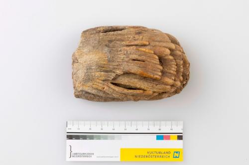 © Landessammlungen Niederösterreich