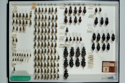 Insektenlade