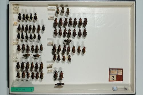 Insektenlade