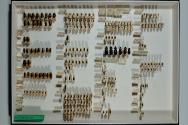 Insektenlade