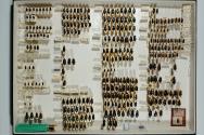 Insektenlade