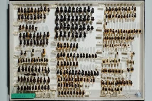 Insektenlade