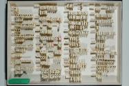 Insektenlade