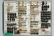 Insektenlade