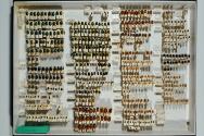 Insektenlade