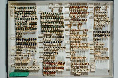 Insektenlade