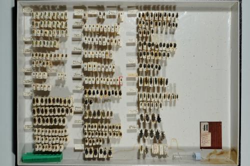 Insektenlade