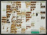 Insektenlade