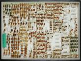Insektenlade
