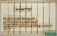 Insektenlade