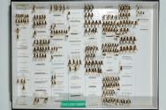 Insektenlade