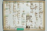 Insektenlade