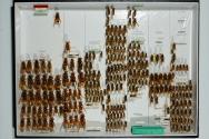 Insektenlade