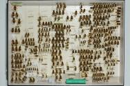 Insektenlade