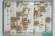 Insektenlade