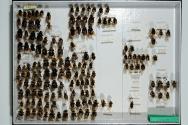 Insektenlade