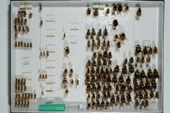 Insektenlade