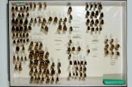 Insektenlade