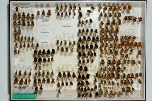 Insektenlade