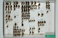 Insektenlade