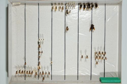 Insektenlade