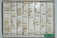 Insektenlade