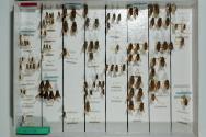 Insektenlade