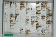Insektenlade