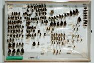 Insektenlade