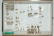 Insektenlade